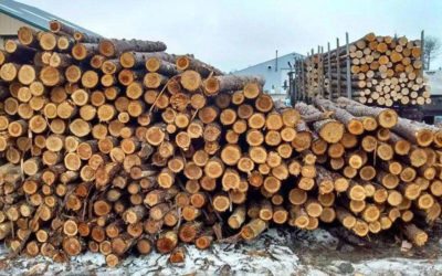 Cedar Fence Posts For Sale — Chester, Maine