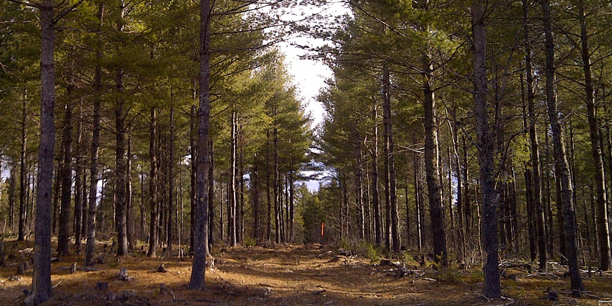 Forest Management Services in Chester, Maine — Treeline, Inc.