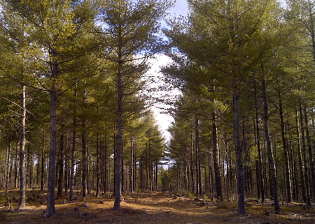 Forest Management Services Image
