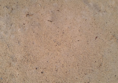 Photo of Sawdust