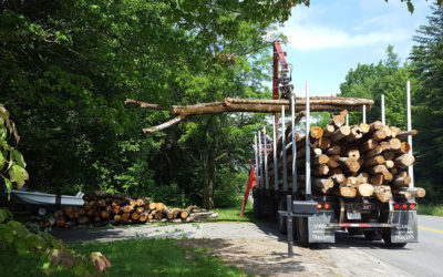 Tree Length Firewood — Chester, Maine
