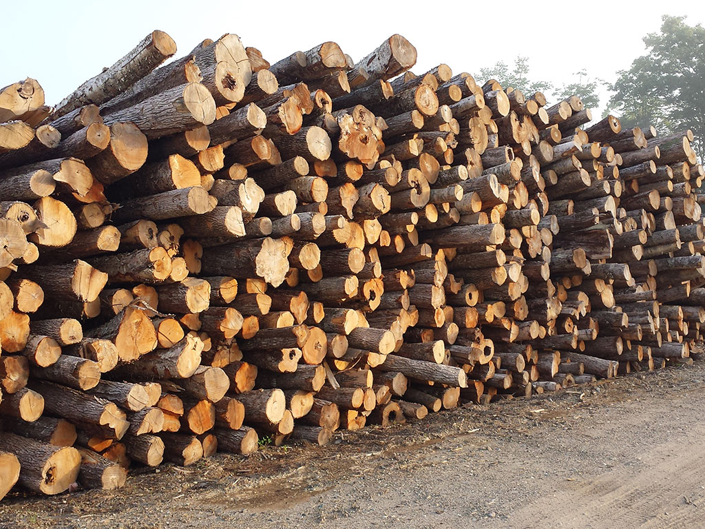 Photo of Wheeler Load of Tree Length Firewood Green Wood
